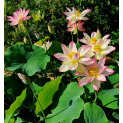 Lotus nain rose évolutif – Nelumbo nucifera en racine nue
