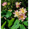 Lotus nain rose évolutif – Nelumbo nucifera en racine nue