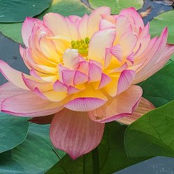 Nelumbo Shicheng Jinxiu – Lotus double pivoiniforme pour grand bassin