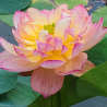 Nelumbo Shicheng Jinxiu – Lotus double pivoiniforme pour grand bassin