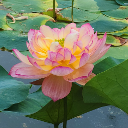 Nelumbo Shicheng Jinxiu – Lotus double pivoiniforme pour grand bassin