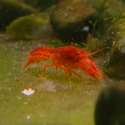 CPO Touch of the Sun – Cambarellus patzcuarensis orange