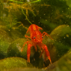 CPO Touch of the Sun – Cambarellus patzcuarensis orange