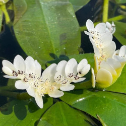 Vanille d’eau – Aponogeton distachyos pour bassin et poubellarium