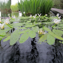 Vanille d’eau – Aponogeton distachyos pour bassin et poubellarium