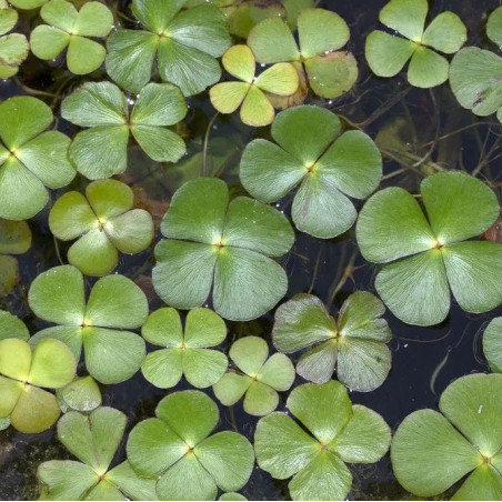 Marsilea quadrifolia minimotte – Trèfle aquatique à 4 feuilles | Flore-Aquatique
