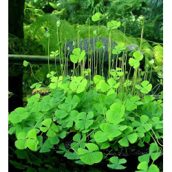 Marsilea quadrifolia minimotte – Trèfle aquatique à 4 feuilles | Flore-Aquatique