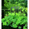 Marsilea quadrifolia minimotte – Trèfle aquatique à 4 feuilles | Flore-Aquatique