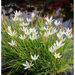 Zephyranthes candida en minimotte – Lys des pluies blanc pour bassin
