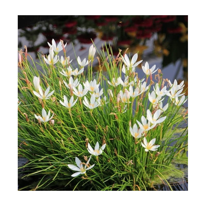 Zephyranthes candida en minimotte – Lys des pluies blanc pour bassin
