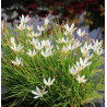 Zephyranthes candida en minimotte – Lys des pluies blanc pour bassin
