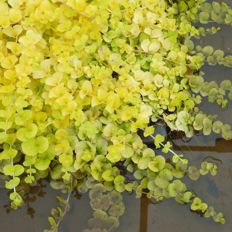Lysimachia nummularia ‘Aurea’ – Plante de bassin dorée –