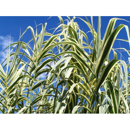 Arundo donax Variegata – Canne de Provence panachée –