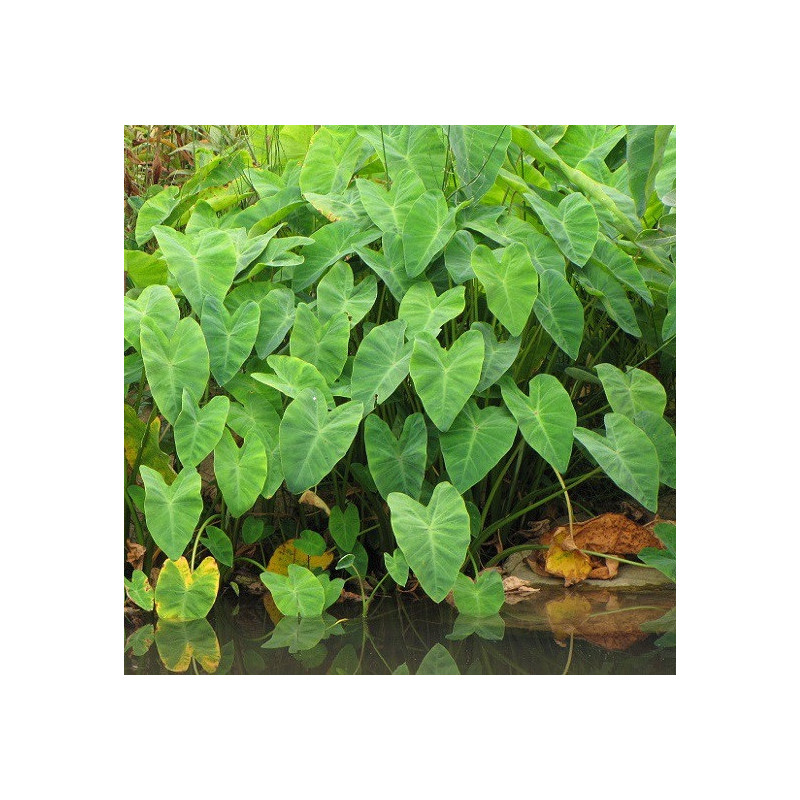 Colocasia esculenta – Oreille d’éléphant pour bassin – Minimotte