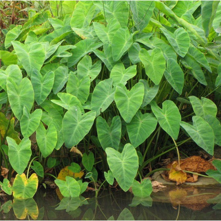 Colocasia esculenta – Oreille d’éléphant pour bassin – Minimotte