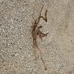 Racine d’aquarium WYSIWYG – Racine aquarium – 80 cm – Sélection