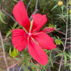 Hibiscus coccineus Major – Hibiscus rouge géant pour bassin