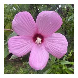 Hibiscus palustris – Hibiscus des marais pour bassin