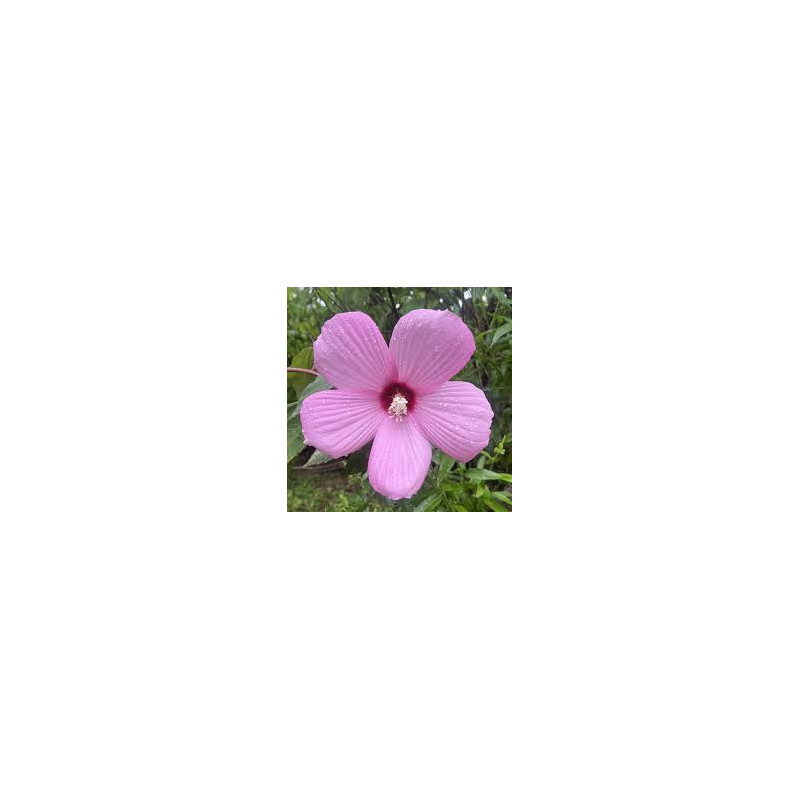 Hibiscus palustris – Hibiscus des marais pour bassin