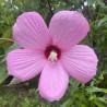 Hibiscus palustris – Hibiscus des marais pour bassin