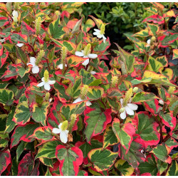 Houttuynia cordata Chameleon – Plante de bassin colorée
