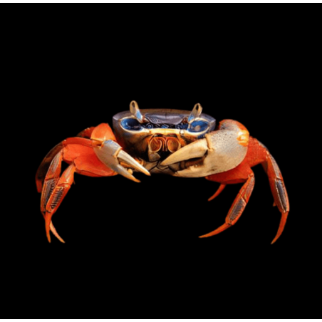 Cardiosoma armatum 5-5,5 cm (s)