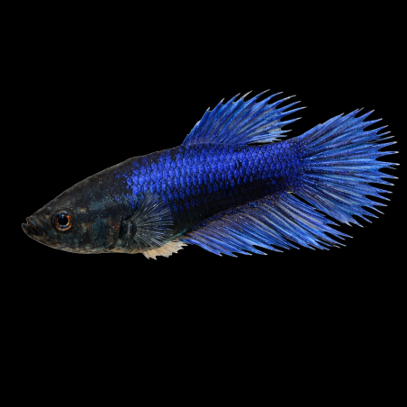 Betta splendens femelle Crowntail 3 cm