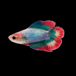 Betta splendens femelle double queue 3,5 cm