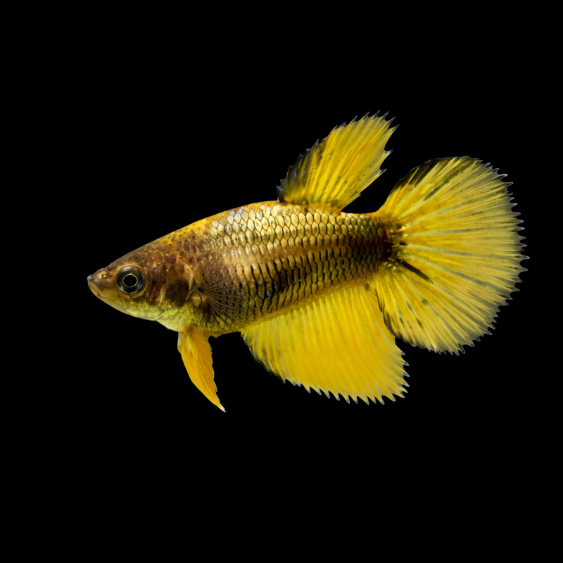 Betta splendens femelle super delta 3,5 cm