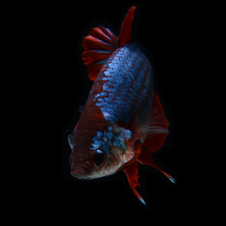 Betta splendens femelle 3,5 cm