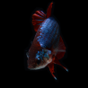 Betta splendens femelle 3,5 cm
