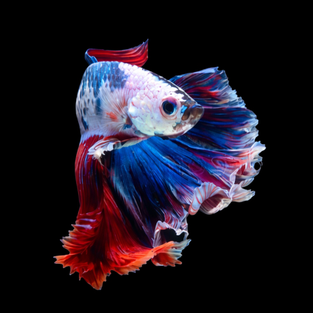 Betta splendens mâle Show HM Koï Fancy 4-4,5 cm