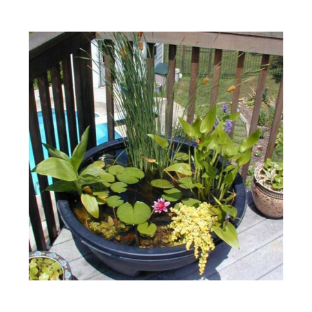 Pack Écosystème Miniature – Poubellarium & Mini Bassin