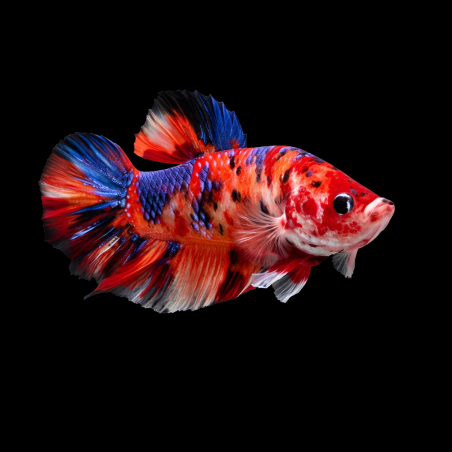 Betta splendens mâle Giant Plakat Koï "Exceptionnel" 6-6,5 cm