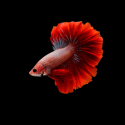 Betta splendens mâle Show HM red dragon 4-4,5 cm