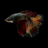 Betta splendens mâle Show HM Copper 4-4,5 cm