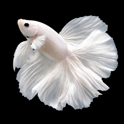 Betta splendens mâle Show HM White Platinium 3,5 cm