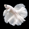 Betta splendens mâle Show HM White Platinium 3,5 cm