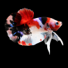 Betta splendens mâle HMPK assortis Show 3,5 cm