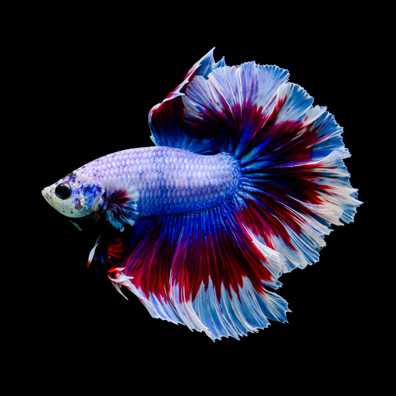 Betta splendens mâle Show HM Butterfly 4-4,5 cm