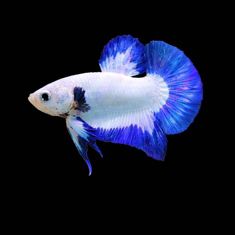 Betta splendens mâle HMPK White Blue-Rim "Competition" 3,5 cm