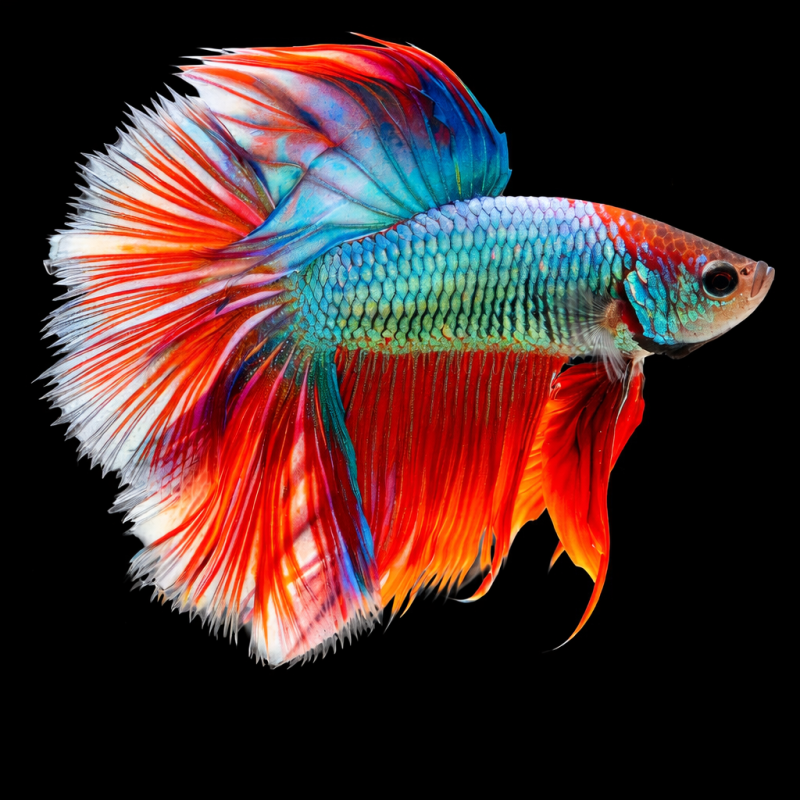 Betta splendens mâle Show HM Rosetail 4-4,5 cm
