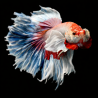 Betta splendens mâle Show HM Butterfly Dragon 4-4,5 cm
