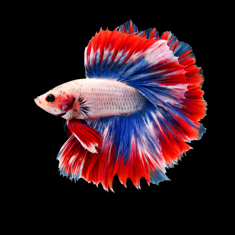 Betta splendens mâle Show HM Thai flag 4-4,5 cm