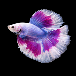 Betta splendens mâle Show HM Triband 4-4,5 cm