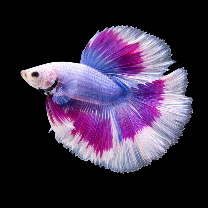 Betta splendens mâle Show HM Triband 4-4,5 cm