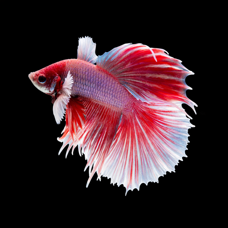 Betta splendens mâle SD/Half Moon Elephant Ear 4-4,5 cm