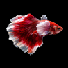 Betta splendens mâle Show HM Elephant Ear 4-4,5 cm