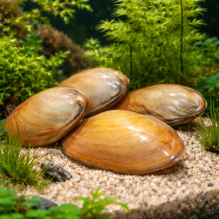 Cristaria sp – Moule d’eau douce filtrante | Flore-Aquatique