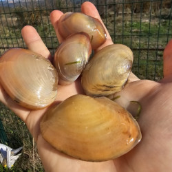 Cristaria sp – Moule d’eau douce filtrante | Flore-Aquatique